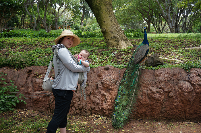 Honolulu Zoo（ホノルル動物園）